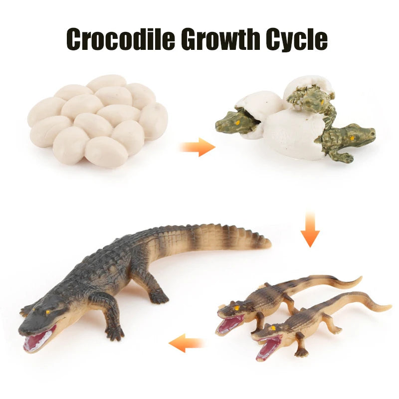 Animal & Plant Life Cycle Montessori Board