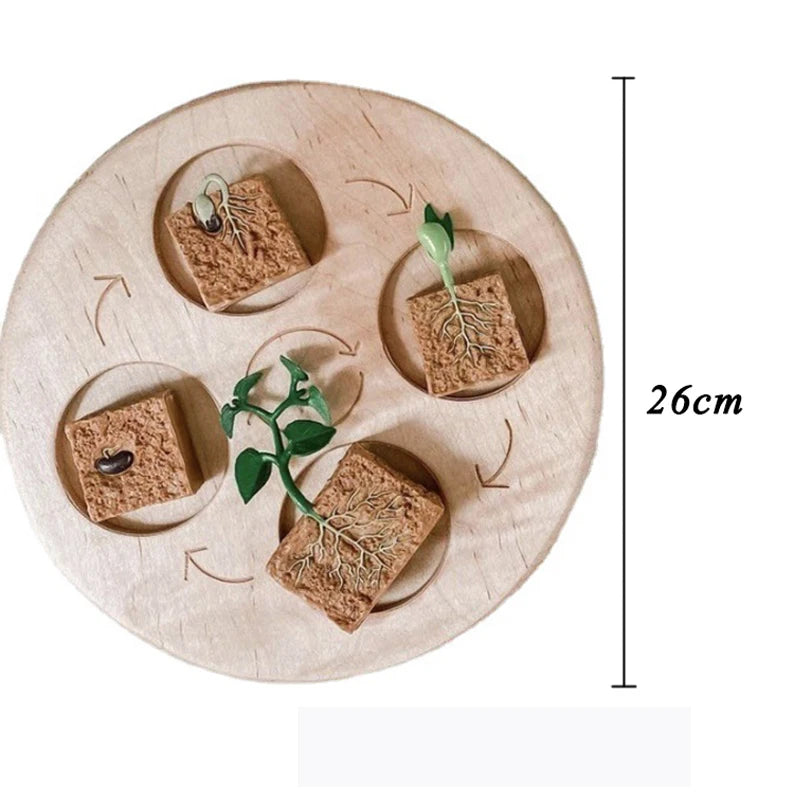 Animal & Plant Life Cycle Montessori Board