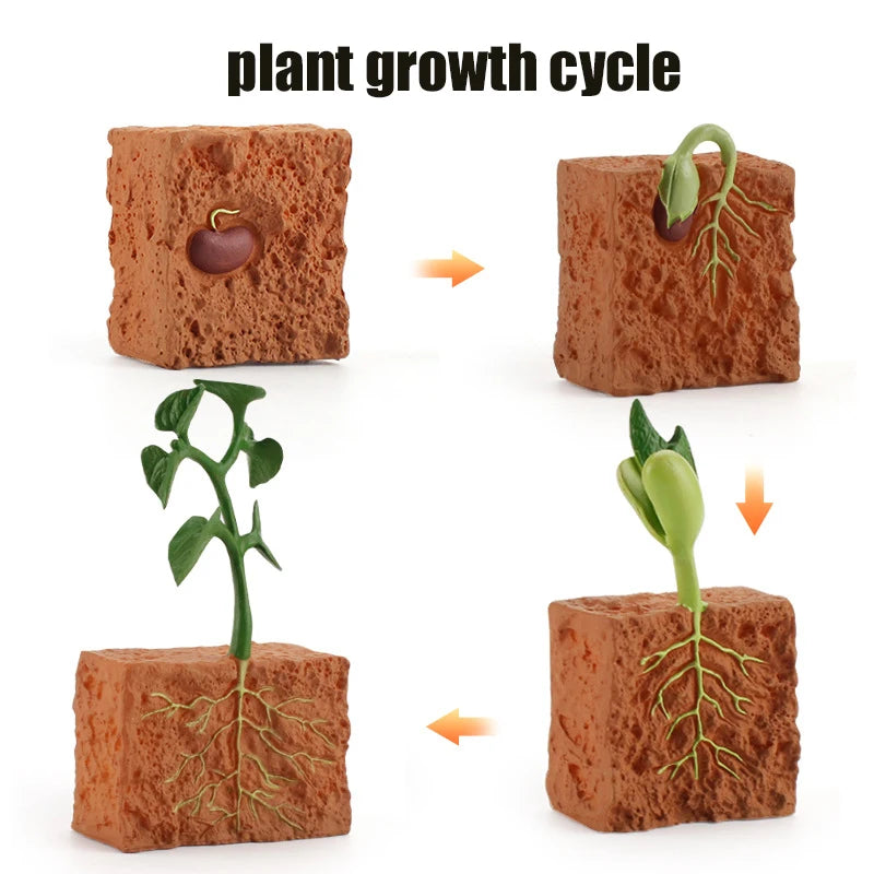 Animal & Plant Life Cycle Montessori Board