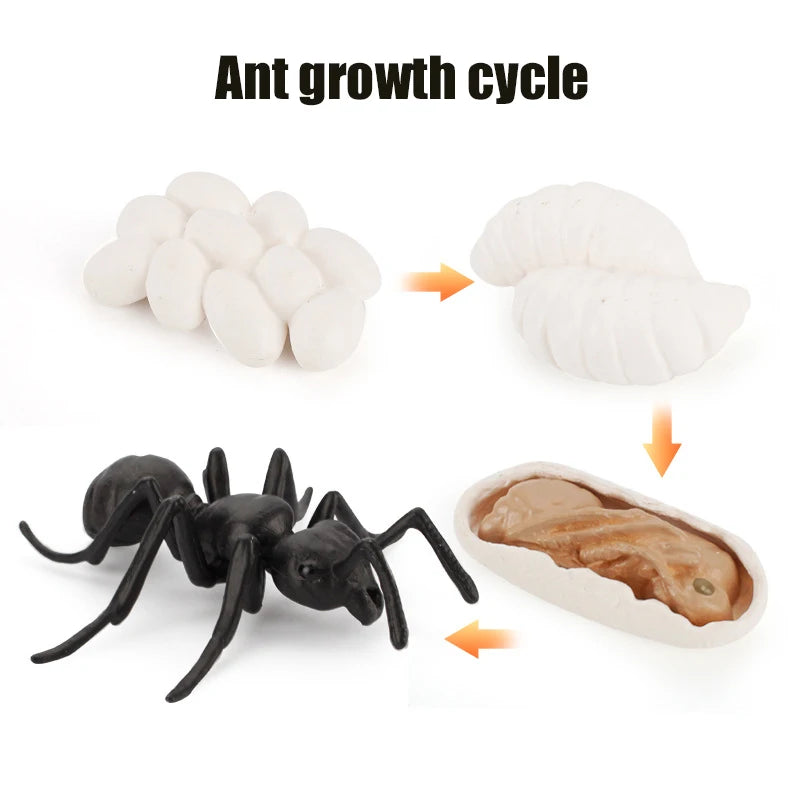 Animal & Plant Life Cycle Montessori Board