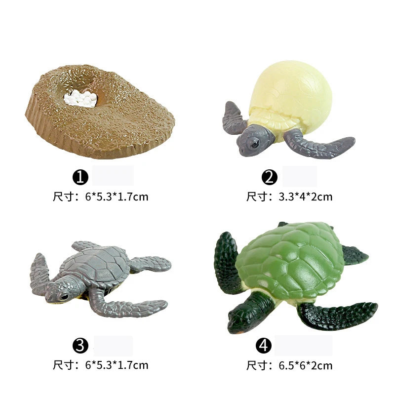 Animal & Plant Life Cycle Montessori Board