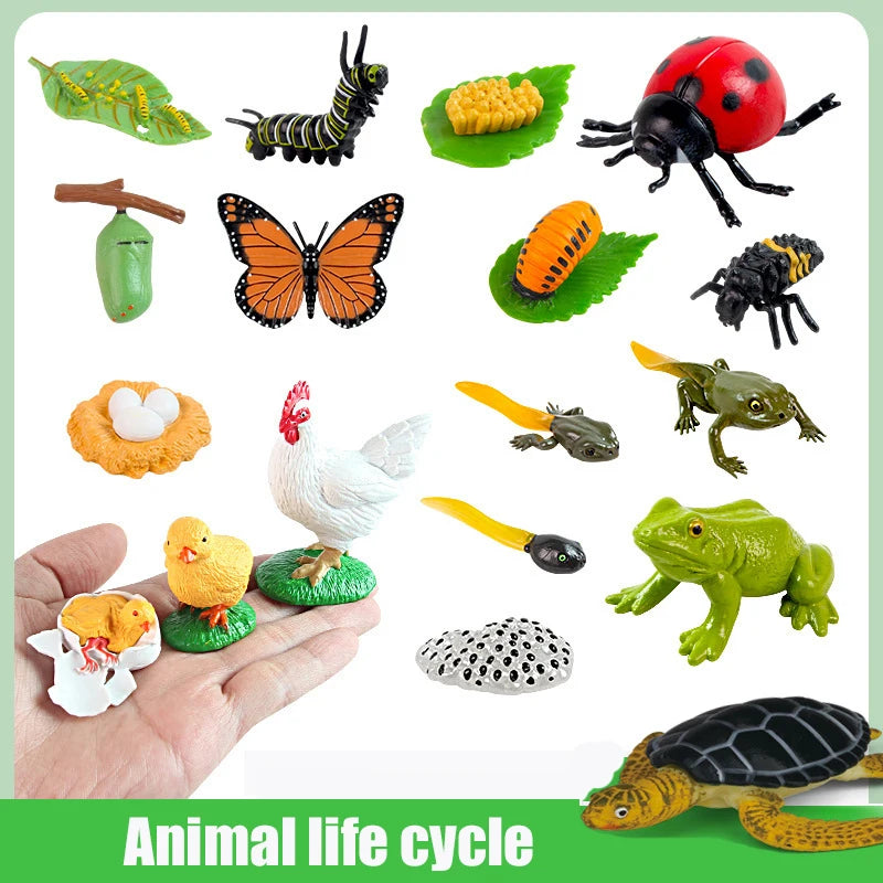 Animal & Plant Life Cycle Montessori Board