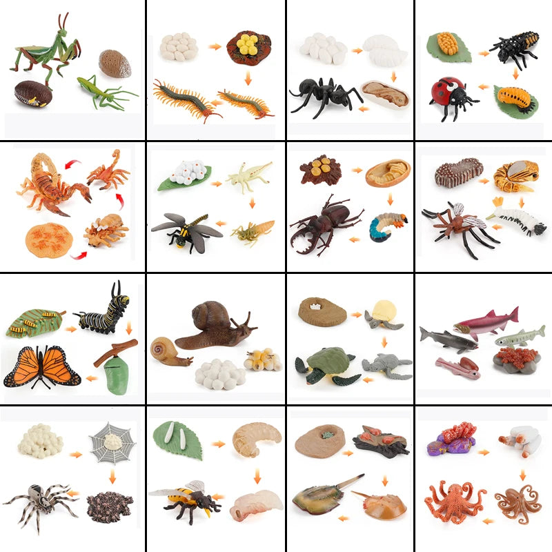 Animal & Plant Life Cycle Montessori Board