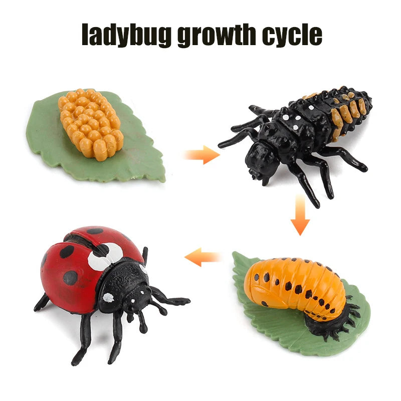 Animal & Plant Life Cycle Montessori Board