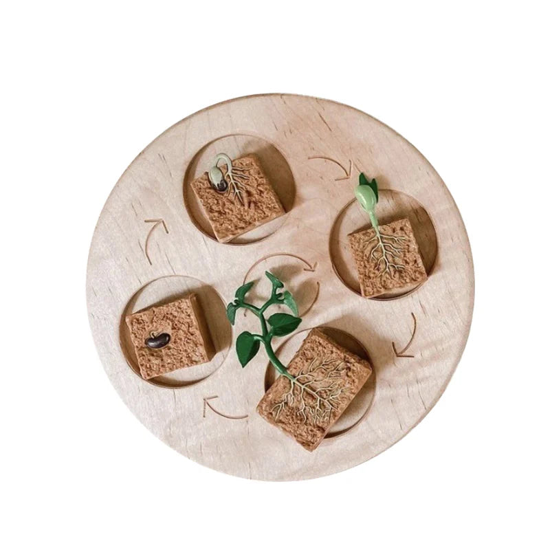 Animal & Plant Life Cycle Montessori Board