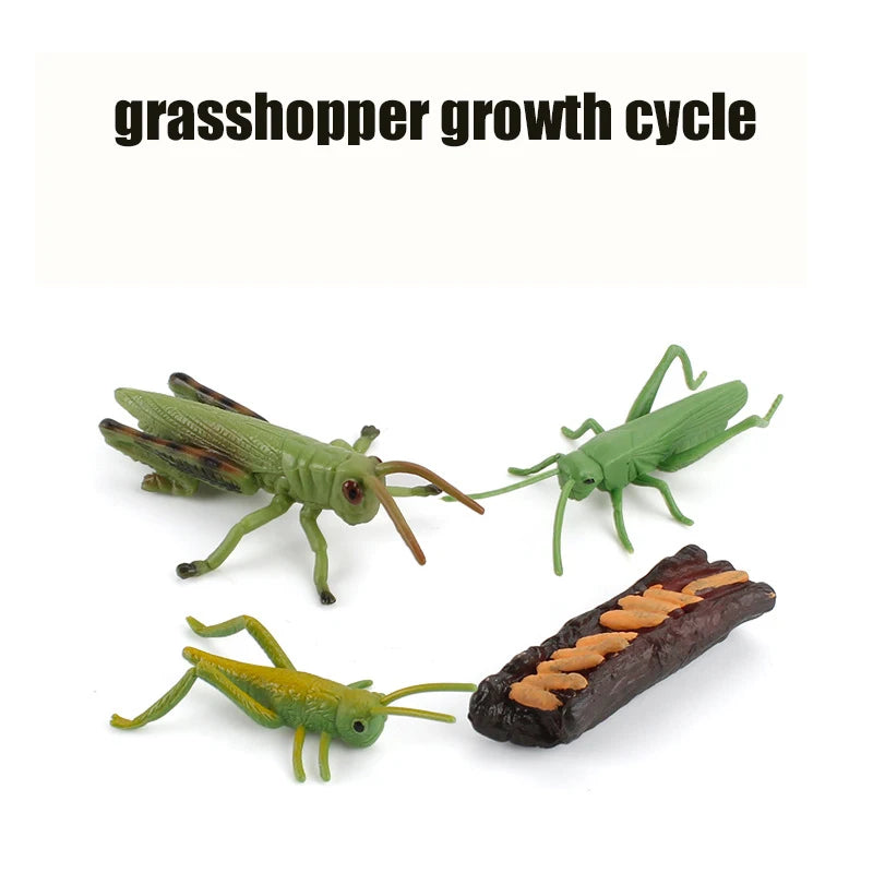 Animal & Plant Life Cycle Montessori Board