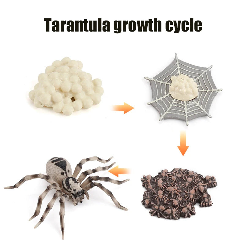 Animal & Plant Life Cycle Montessori Board