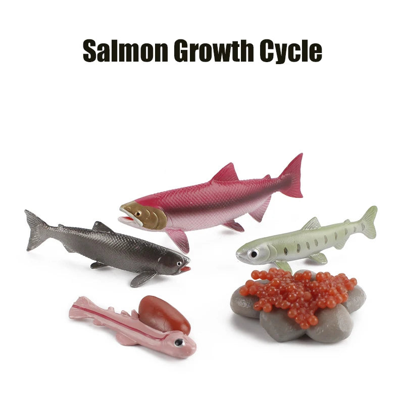 Animal & Plant Life Cycle Montessori Board